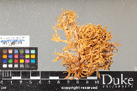 Ramalina flaccidissima image