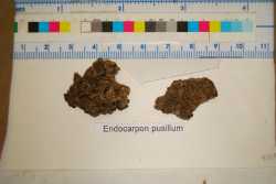 Image of Endocarpon pusillum