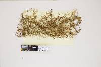 Usnea articulata image