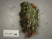 Cladonia sulphurina image