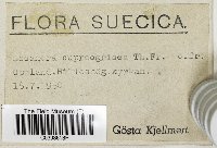 Aspicilia cupreogrisea image