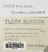 Bellemerea cinereorufescens image