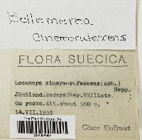 Bellemerea cinereorufescens image