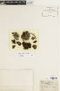 Caloplaca cerina image