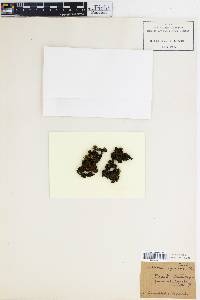 Collema nigrescens image