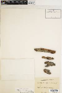 Sclerophora farinacea image