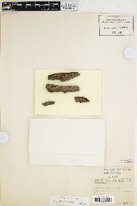 Sclerophora nivea image