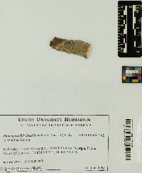 Phaeographis brasiliensis image