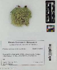 Cladonia subtenuis image