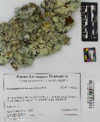 Parmotrema ultralucens image