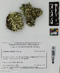 Cladonia robbinsii image