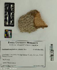 Ocellularia sanfordiana image