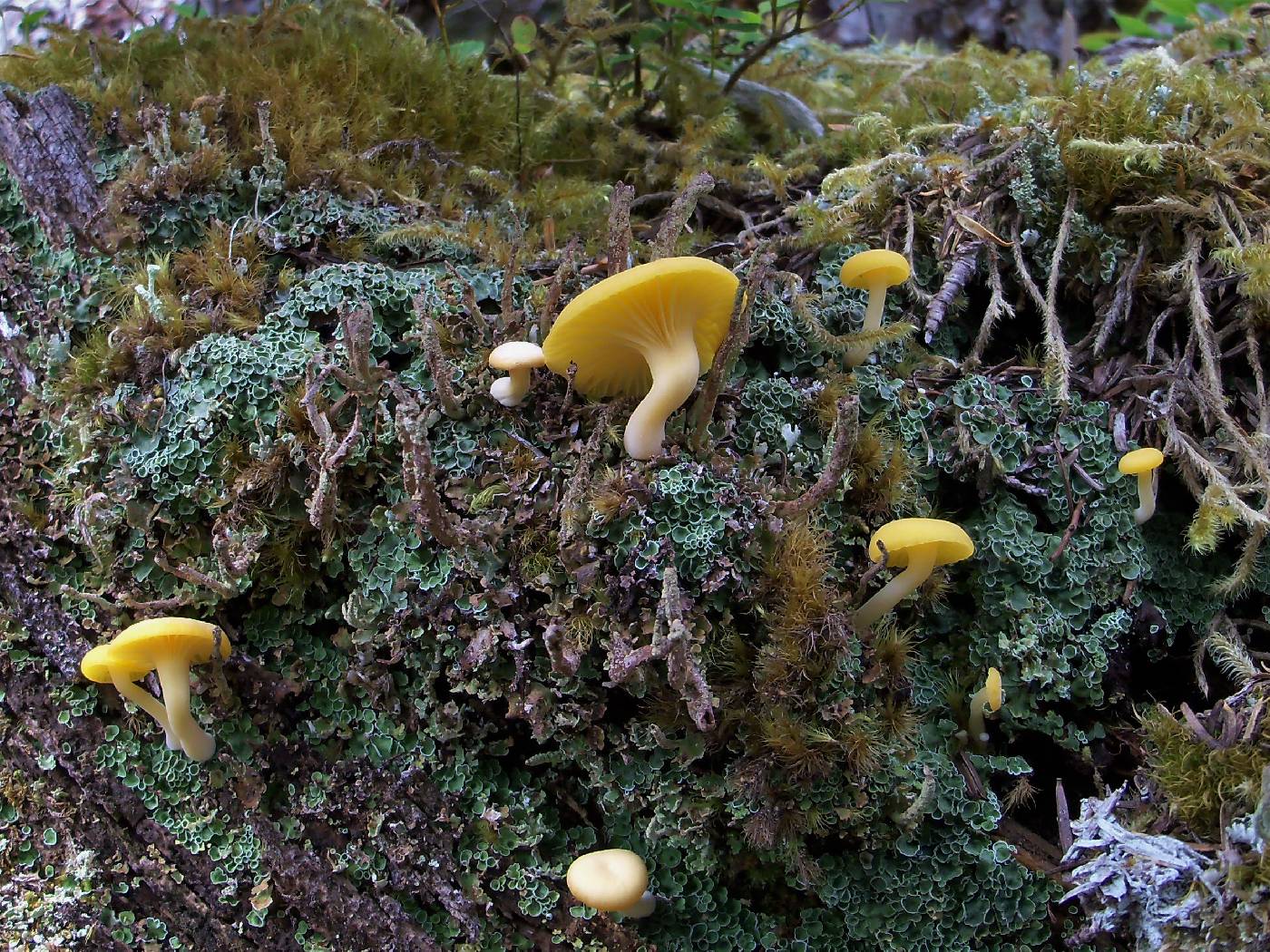 Lichenomphalia hudsoniana image