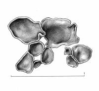 Lichenomphalia hudsoniana image