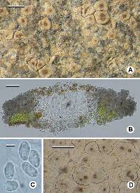 Image of Hymenelia microcarpa