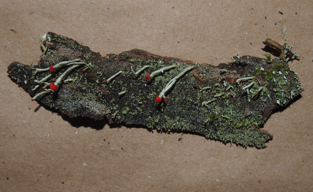 Cladonia macilenta f. macilenta image