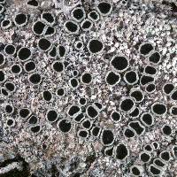 Image of Lecanora fuliginosa