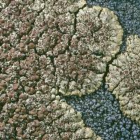 Image of Lecanora phaedrophthalma