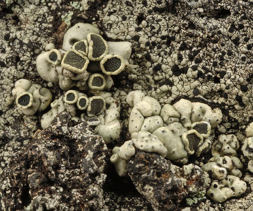 Lecanora ombligulata image