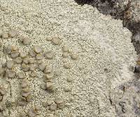 Lecanora caesiorubella image