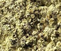 Lecanora pseudopinguis image