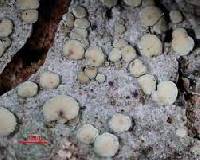 Lecanora masana image