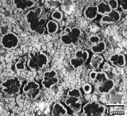 Lecanora campestris image