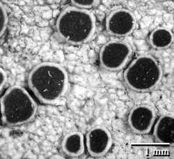 Lecanora chlarotera image