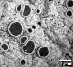 Image of Lecanora neonashii