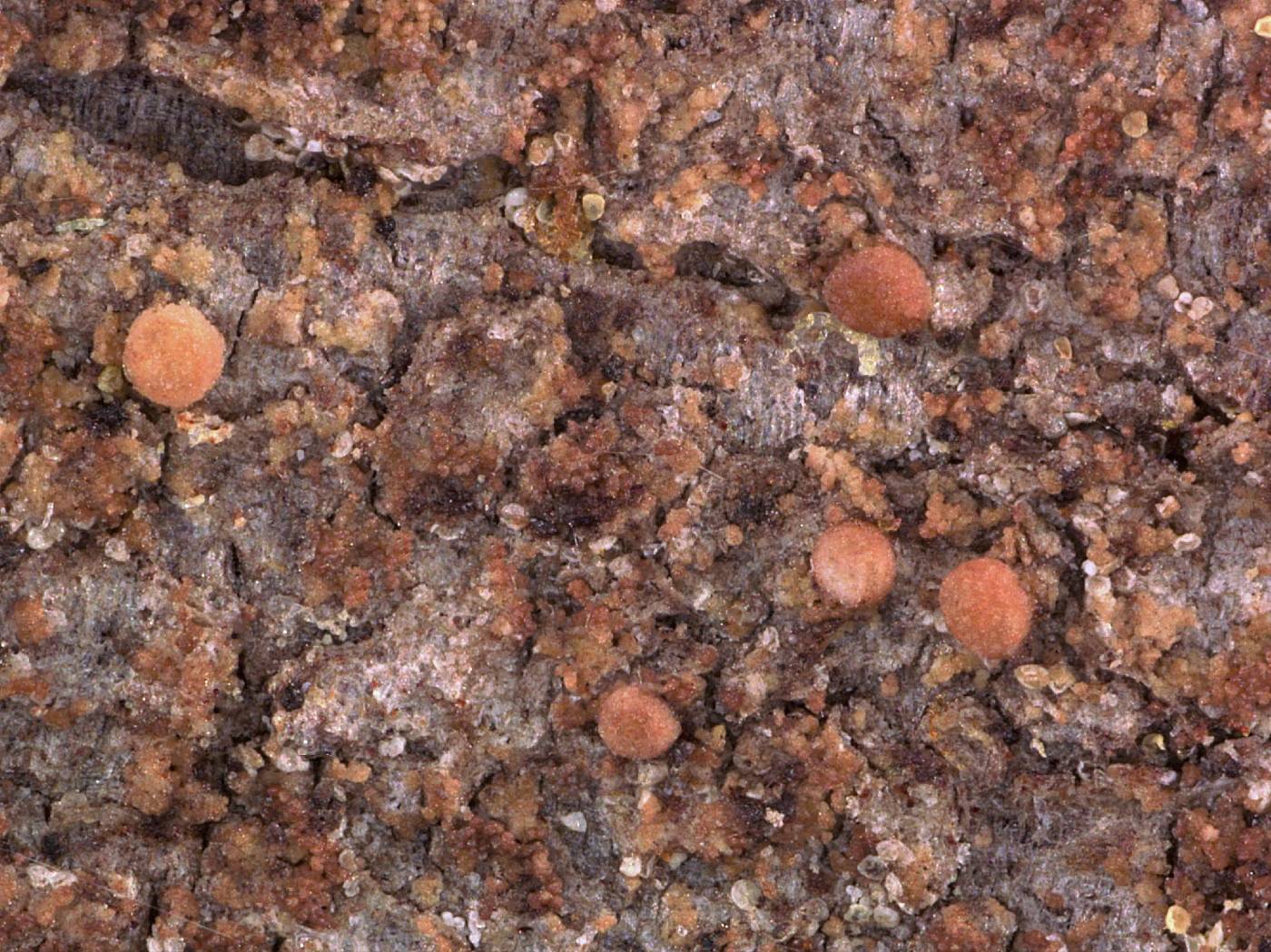 Myochroidea minutula image