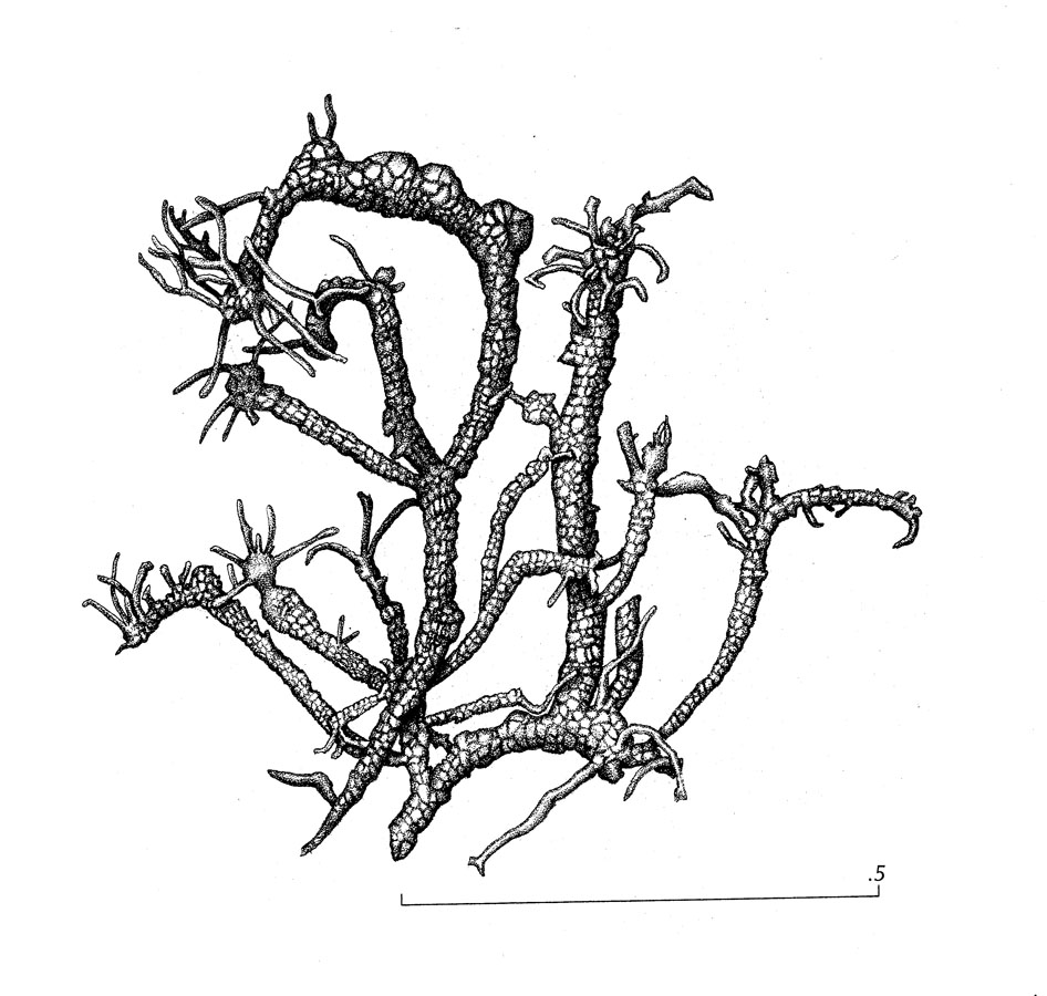 Ephebe hispidula image