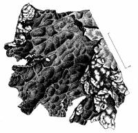 Image of Lobaria pseudopulmonaria