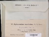 Sphaerulina myriadea image