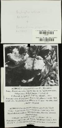 Phaeocalicium polyporaeum image