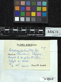 Rufoplaca arenaria image