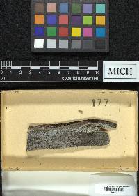 Calicium glaucellum image