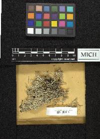 Cladonia mitis image