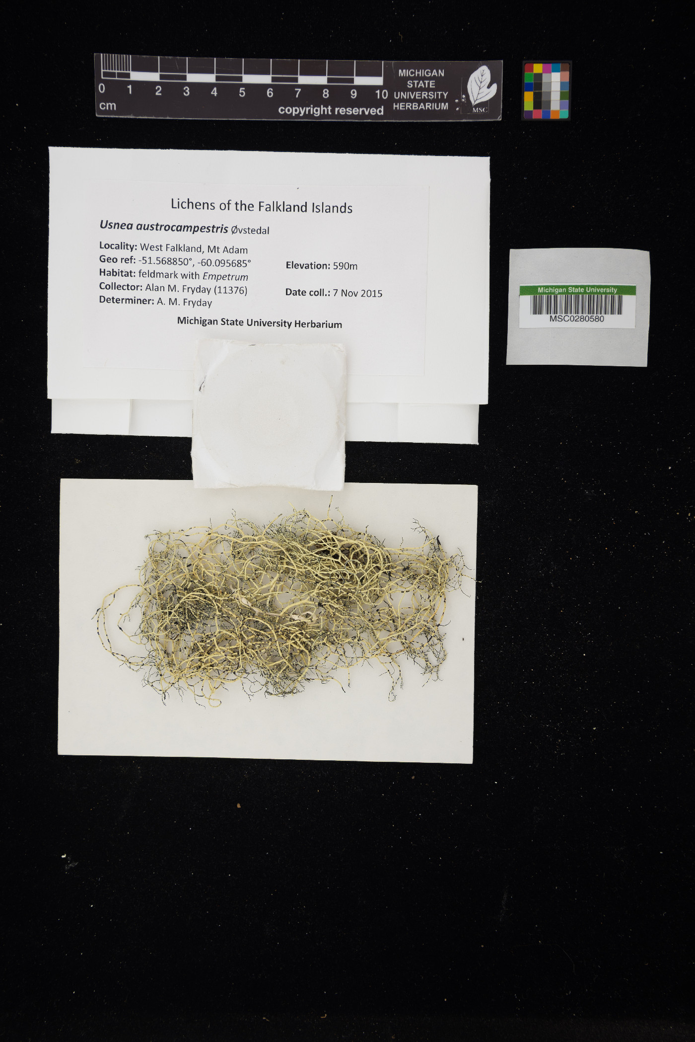 Usnea austrocampestris image