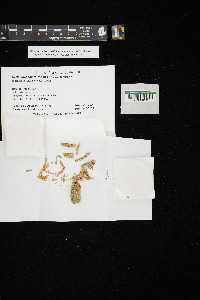 Ocellularia albocincta image