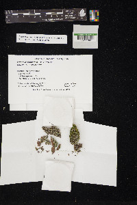 Cladonia coniocraea image