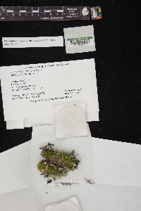 Cladonia ochrochlora image