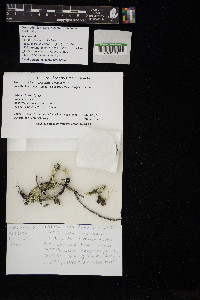 Lecanora circumborealis image
