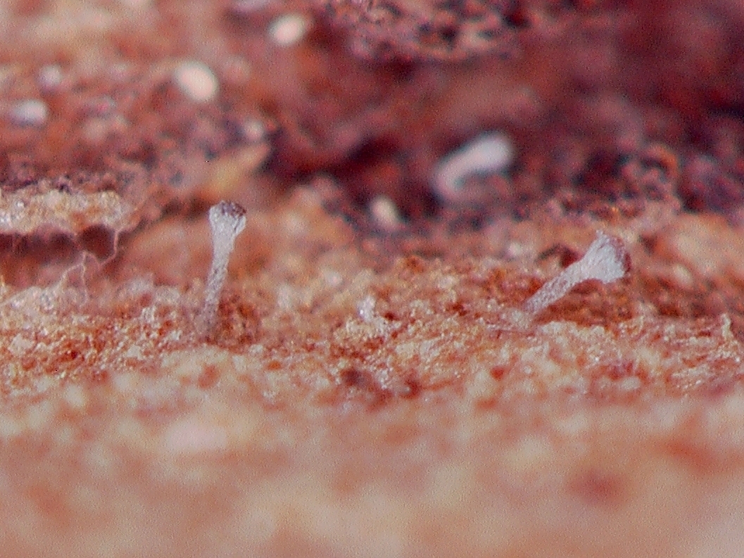 Chaenothecopsis marcineae image