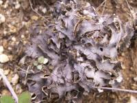 Peltigera rufescens image