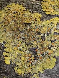 Xanthoria parietina image