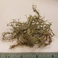 Usnea strigosa image