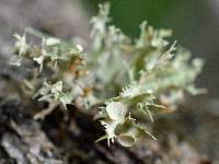 Ramalina culbersoniorum image