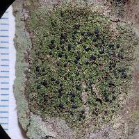 Bacidia purpurans image