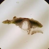 Placidium arboreum image