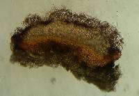 Bacidia purpurans image